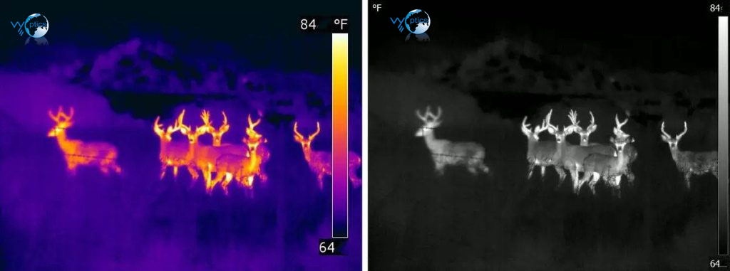 Low-Light vs Infrared Night Vision — What’s the Difference?